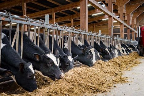 Foto: Tierhaltungskooperationen