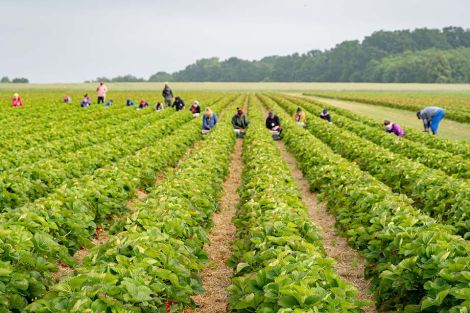Foto: Mindestlohn in der Landwirtschaft 2025