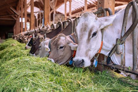 Foto: Übertragung eines Landwirtschaftsbetriebs