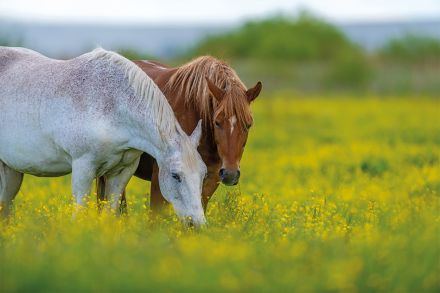 Foto: Zwei Pferde in einer Wiese