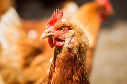 Foto: Huhn