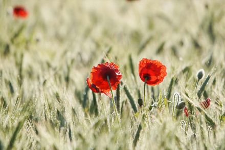 Foto: Blumen auf Feld